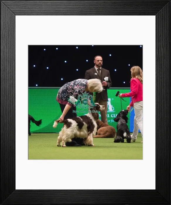 Framed Print : Spaniel (English Springer) Framed Print : Spaniel (English Springer)