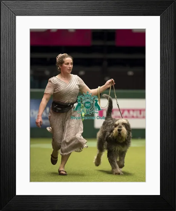 Framed Print : Crufts 2017 Framed Print : Crufts 2017