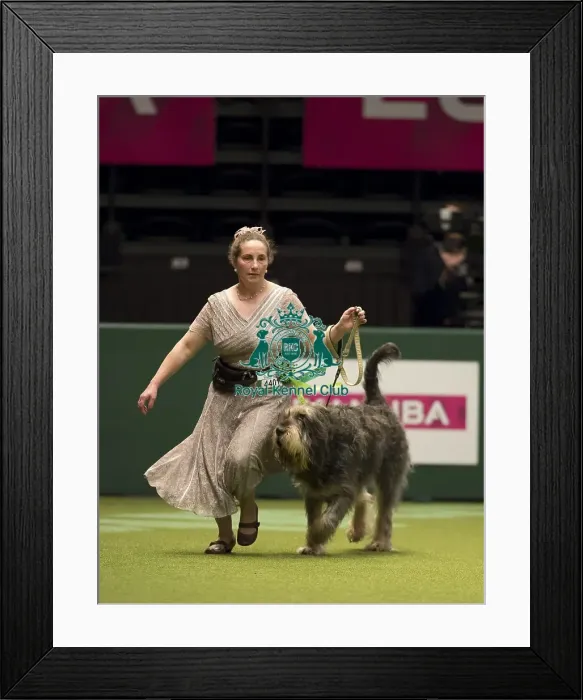 Framed Print : Crufts 2017 Framed Print : Crufts 2017