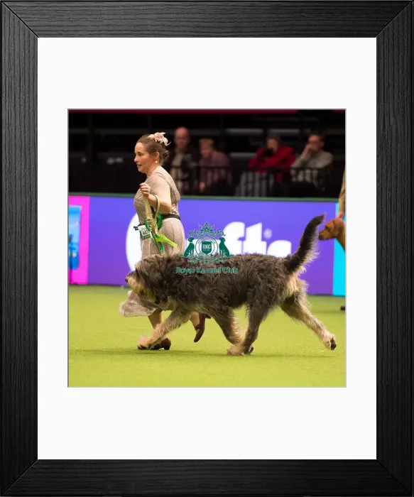 Framed Print : OTTERHOUND Framed Print : OTTERHOUND