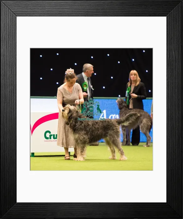 Framed Print : OTTERHOUND Framed Print : OTTERHOUND