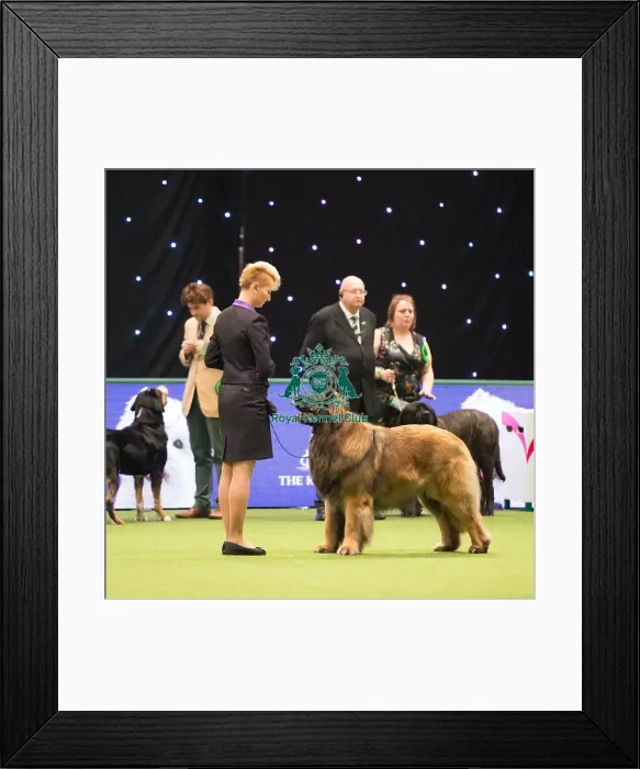 Framed Print : Leonberger Best of Breed Crufts 2017 Framed Print : Leonberger Best of Breed Crufts 2017