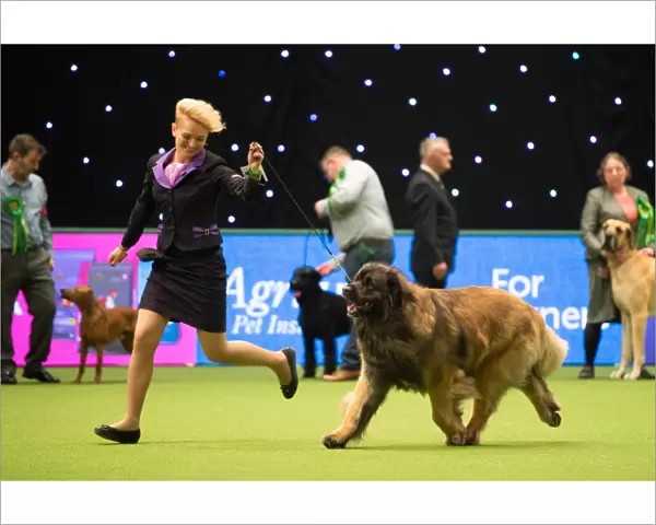 Leonberger Best of Breed Crufts 2017