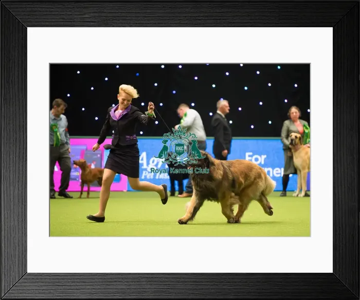 Framed Print : Leonberger Best of Breed Crufts 2017 Framed Print : Leonberger Best of Breed Crufts 2017
