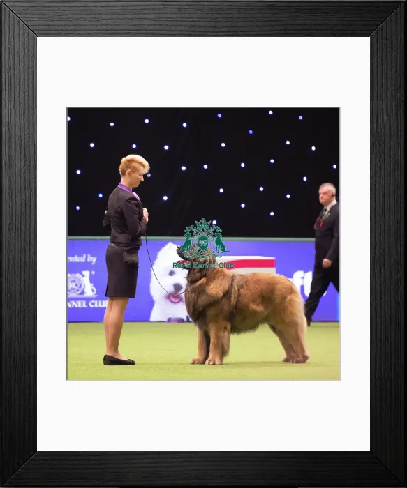 Framed Print : LEONBERGER Best of Breed Framed Print : LEONBERGER Best of Breed