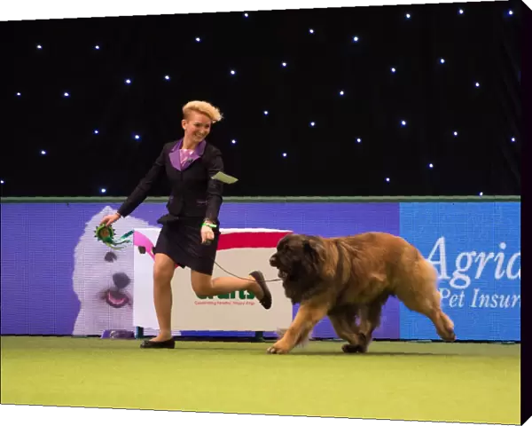 LEONBERGER Best of Breed