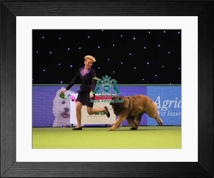 Framed Print : LEONBERGER Best of Breed Framed Print : LEONBERGER Best of Breed