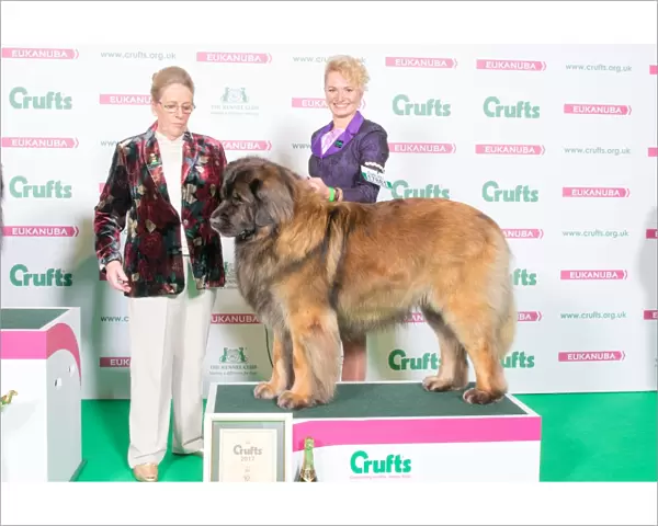 LEONBERGER 2nd Place Working Group
