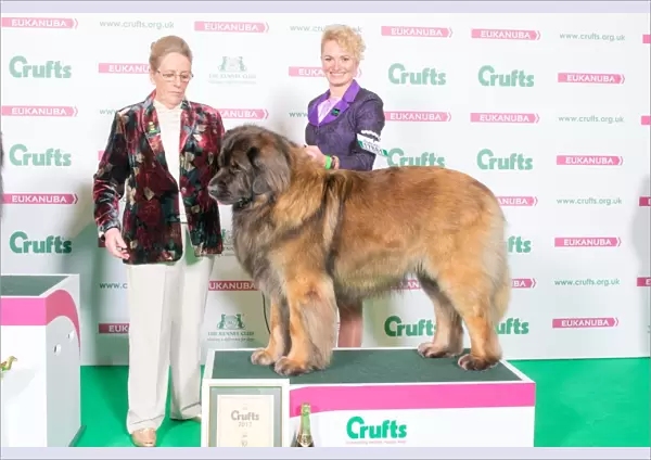 LEONBERGER 2nd Place Working Group