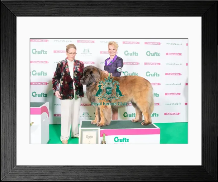 Framed Print : LEONBERGER 2nd Place Working Group Framed Print : LEONBERGER 2nd Place Working Group