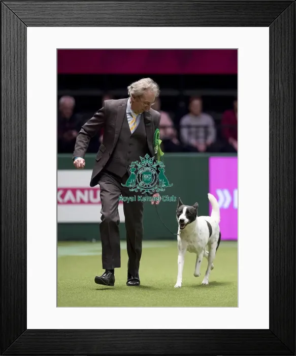 Framed Print : Crufts 2017 Framed Print : Crufts 2017