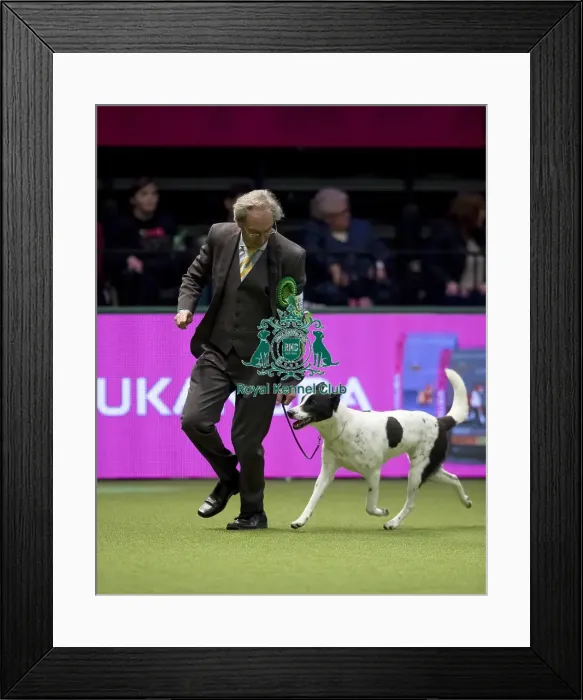 Framed Print : Crufts 2017 Framed Print : Crufts 2017