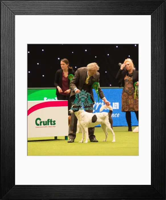 Framed Print : CANaN DOG Best of Breed Crufts 2017