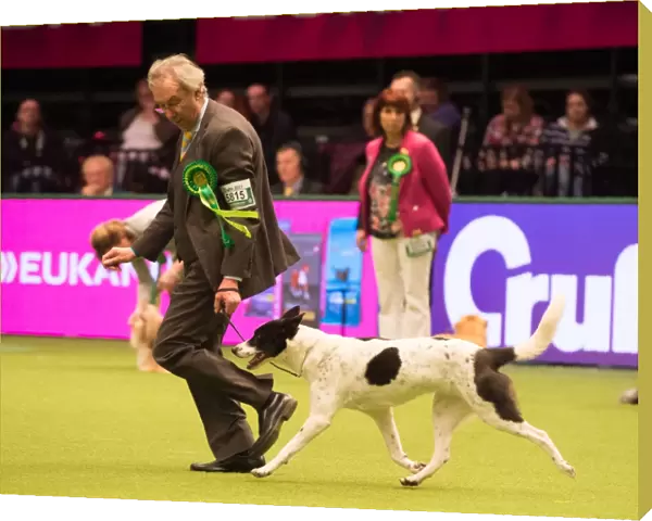 CANaN DOG Best of Breed Crufts 2017