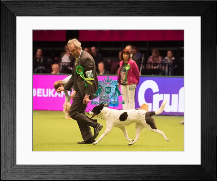Framed Print : CANaN DOG Best of Breed Crufts 2017