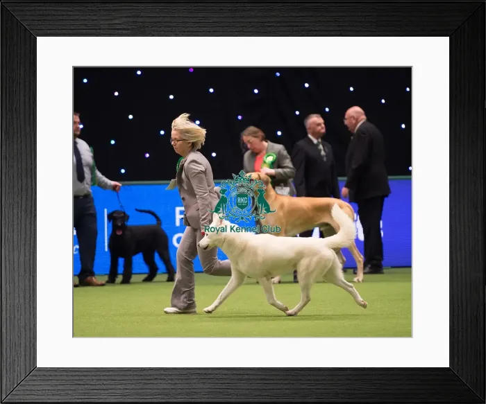 Framed Print : SIBERIAN HUSKY Best of Breed Framed Print : SIBERIAN HUSKY Best of Breed