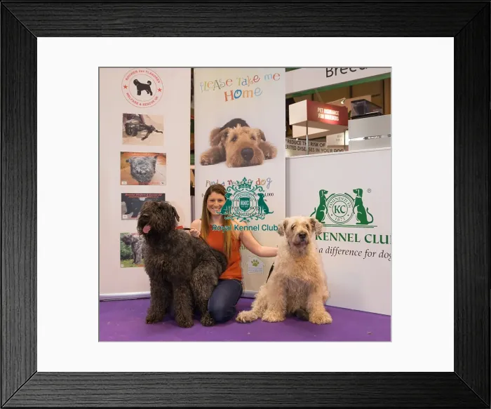 Framed Print : Bouvier Des Flandres