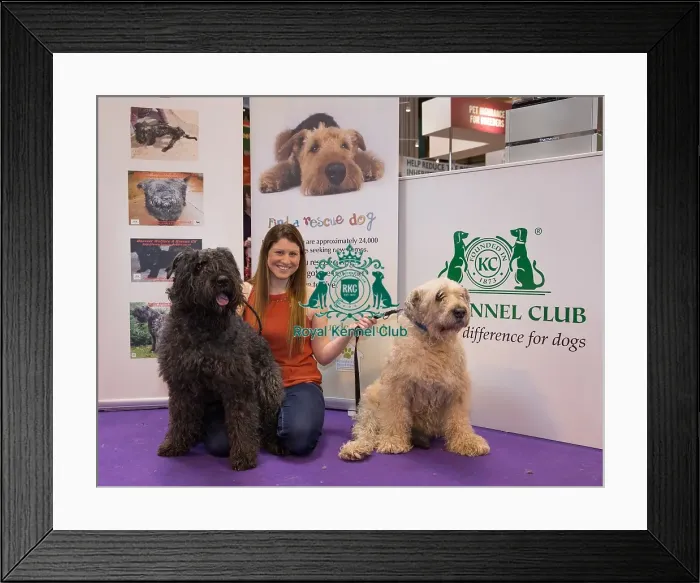 Framed Print : Bouvier Des Flandres Framed Print : Bouvier Des Flandres