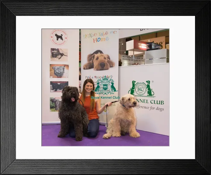 Framed Print : Bouvier Des Flandres Framed Print : Bouvier Des Flandres