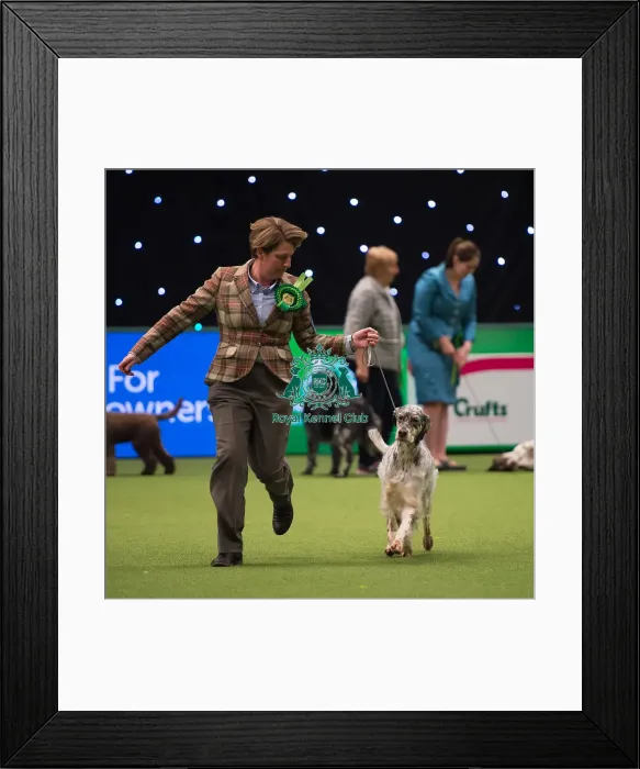 Framed Print : English Setter Framed Print : English Setter