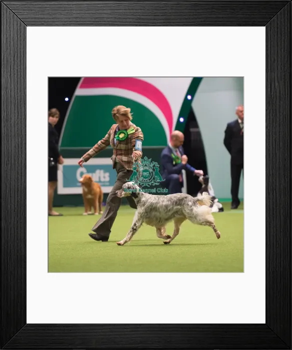 Framed Print : English Setter Framed Print : English Setter