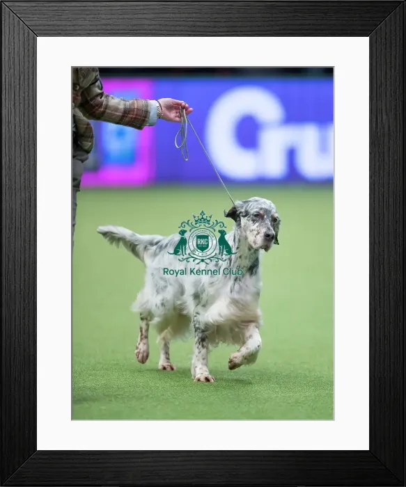 Framed Print : Crufts 2017