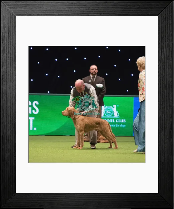 Framed Print : Hungarian Wirehaired Vizsla Framed Print : Hungarian Wirehaired Vizsla
