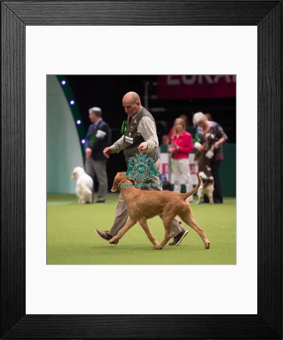 Framed Print : Hungarian Wirehaired Vizsla Framed Print : Hungarian Wirehaired Vizsla
