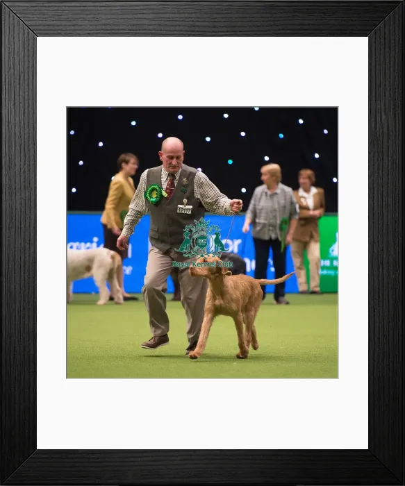 Framed Print : Hungarian Wirehaired Vizsla Framed Print : Hungarian Wirehaired Vizsla