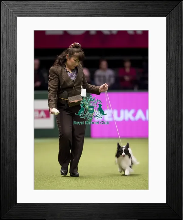 Framed Print : Crufts 2017 Framed Print : Crufts 2017