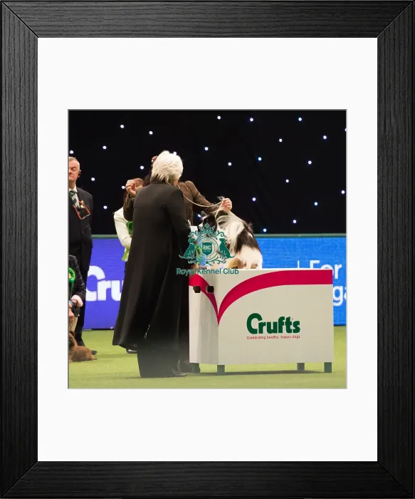 Framed Print : Papillon Best of Breed Crufts 2017 Framed Print : Papillon Best of Breed Crufts 2017