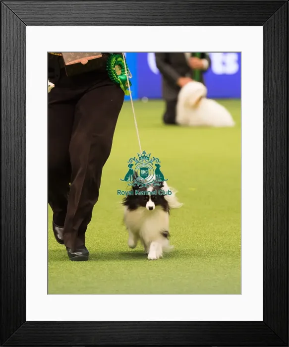 Framed Print : Papillon Best of Breed Crufts 2017 Framed Print : Papillon Best of Breed Crufts 2017