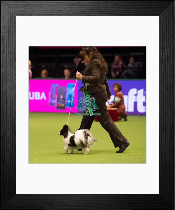 Framed Print : Papillon Best of Breed Crufts 2017 Framed Print : Papillon Best of Breed Crufts 2017