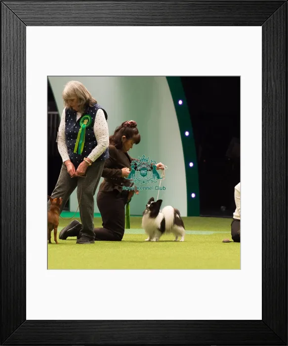 Framed Print : Papillon Best of Breed Crufts 2017 Framed Print : Papillon Best of Breed Crufts 2017