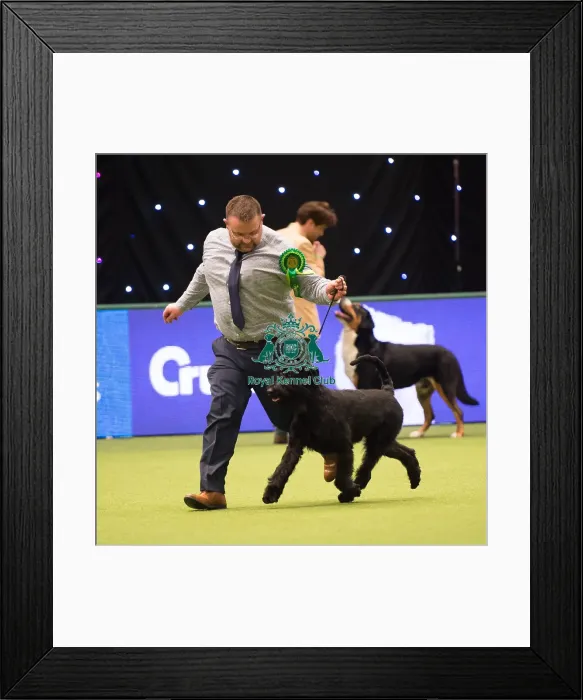 Framed Print : Giant Schnauzer Framed Print : Giant Schnauzer