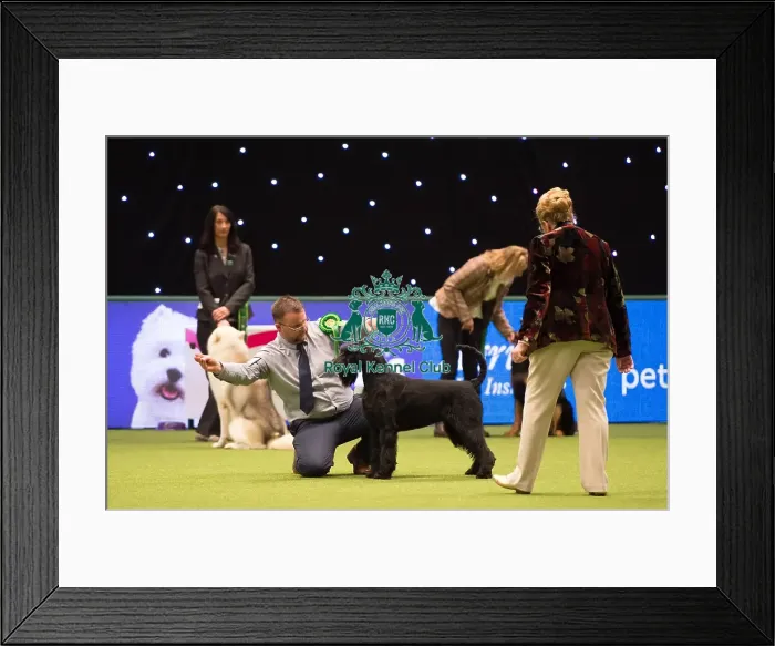Framed Print : Giant Schnauzer Framed Print : Giant Schnauzer