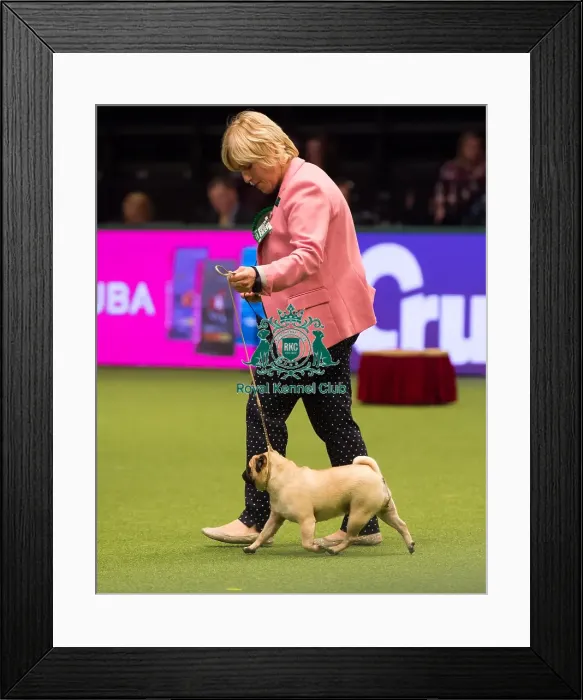 Framed Print : PUG Best of Breed 2017 Framed Print : PUG Best of Breed 2017