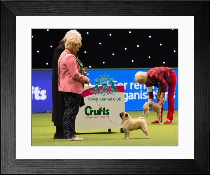 Framed Print : PUG Best of Breed 2017 Framed Print : PUG Best of Breed 2017