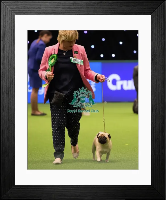 Framed Print : PUG Best of Breed 2017