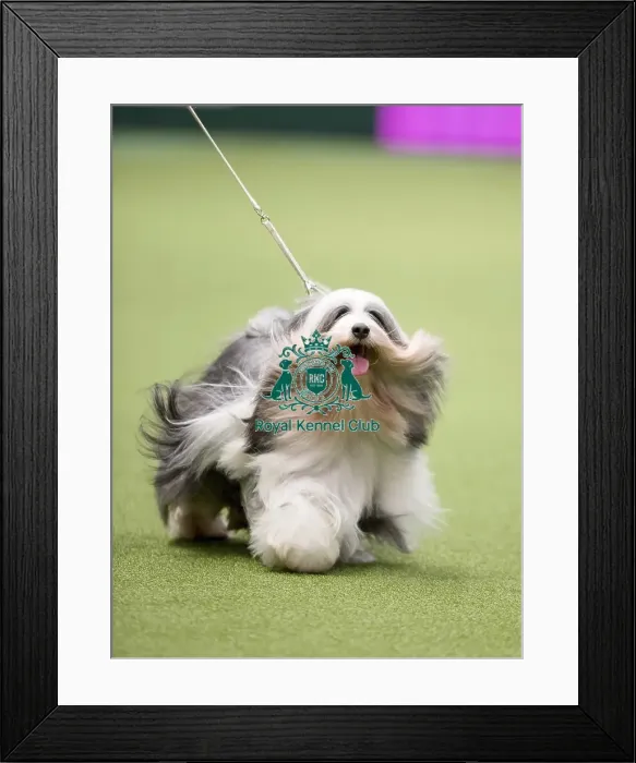 Framed Print : Crufts 2017
