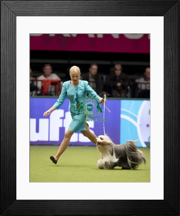Framed Print : Crufts 2017
