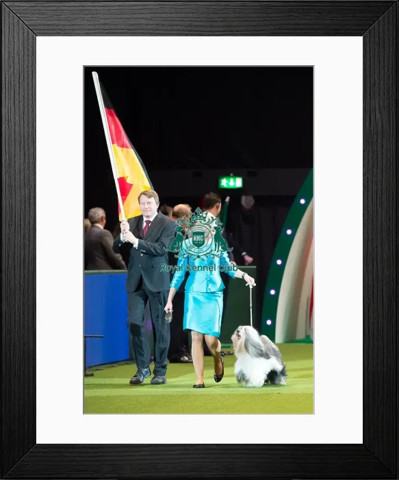 Framed Print : TIBETAN TERRIER Best of Breed Crufts 2017 Framed Print : TIBETAN TERRIER Best of Breed Crufts 2017