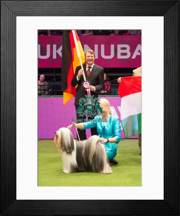 Framed Print : TIBETAN TERRIER Best of Breed Crufts 2017 Framed Print : TIBETAN TERRIER Best of Breed Crufts 2017