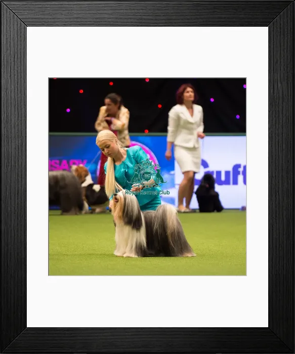 Framed Print : TIBETAN TERRIER Best of Breed Crufts 2017 Framed Print : TIBETAN TERRIER Best of Breed Crufts 2017
