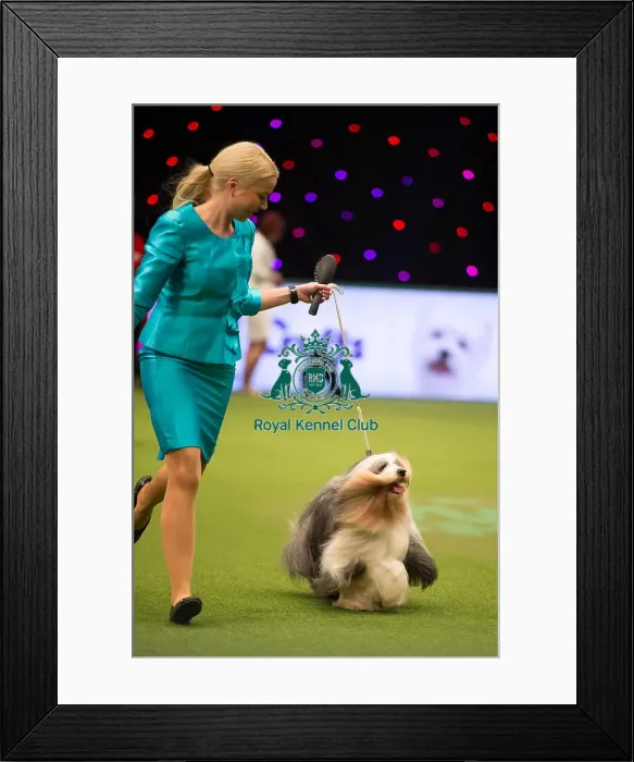 Framed Print : TIBETAN TERRIER Best of Breed Crufts 2017 Framed Print : TIBETAN TERRIER Best of Breed Crufts 2017
