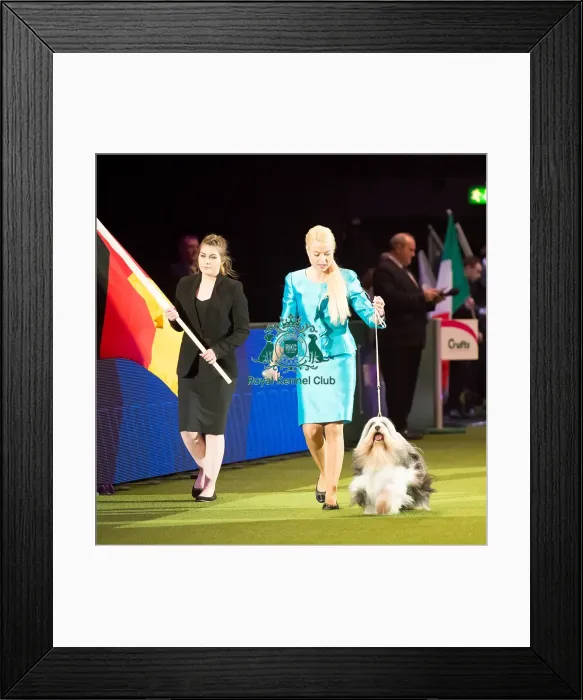 Framed Print : TIBETAN TERRIER Best of Breed Crufts 2017 Framed Print : TIBETAN TERRIER Best of Breed Crufts 2017