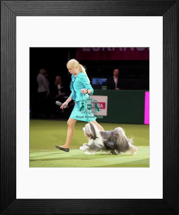 Framed Print : TIBETAN TERRIER Best of Breed Crufts 2017