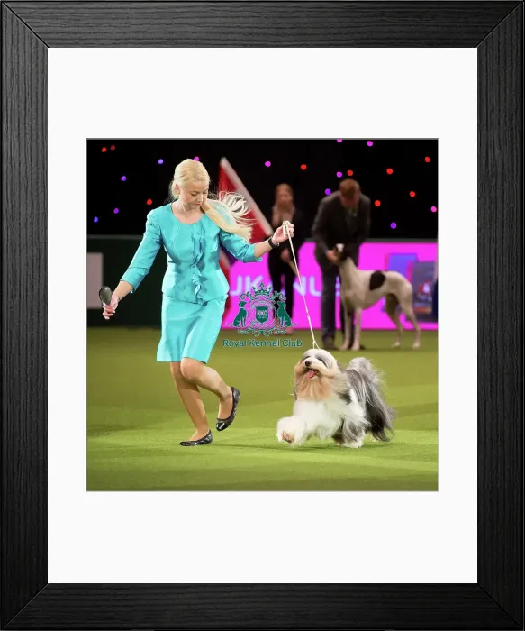 Framed Print : TIBETAN TERRIER Best of Breed Crufts 2017