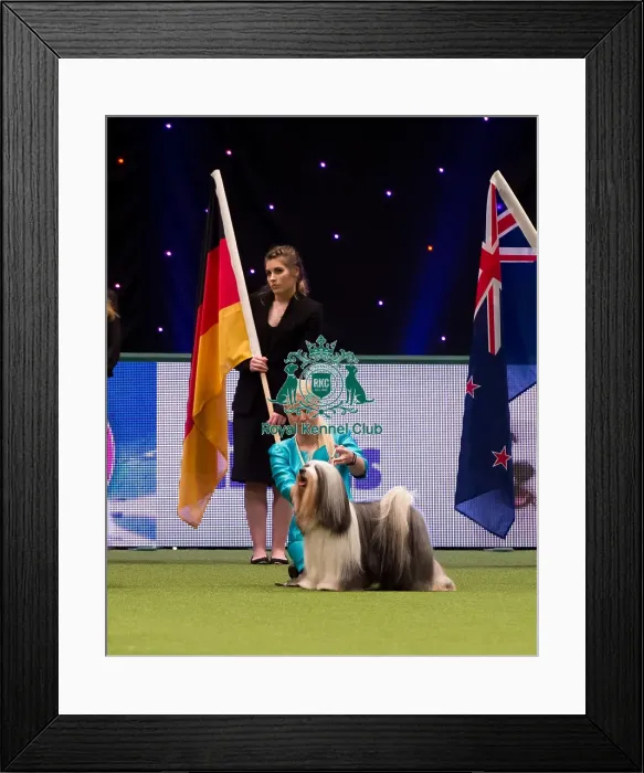 Framed Print : TIBETAN TERRIER Best of Breed Crufts 2017