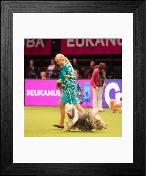 Framed Print : TIBETAN TERRIER Best of Breed Crufts 2017 Framed Print : TIBETAN TERRIER Best of Breed Crufts 2017